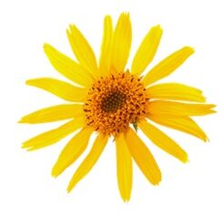 arnica in Levicose veenilaiendite korral